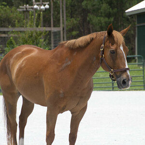 Boo Radley - Horse